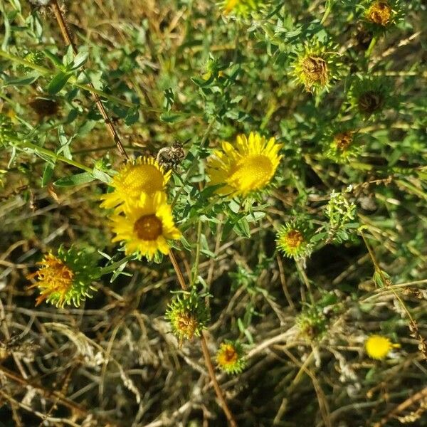 Grindelia squarrosa Žiedas