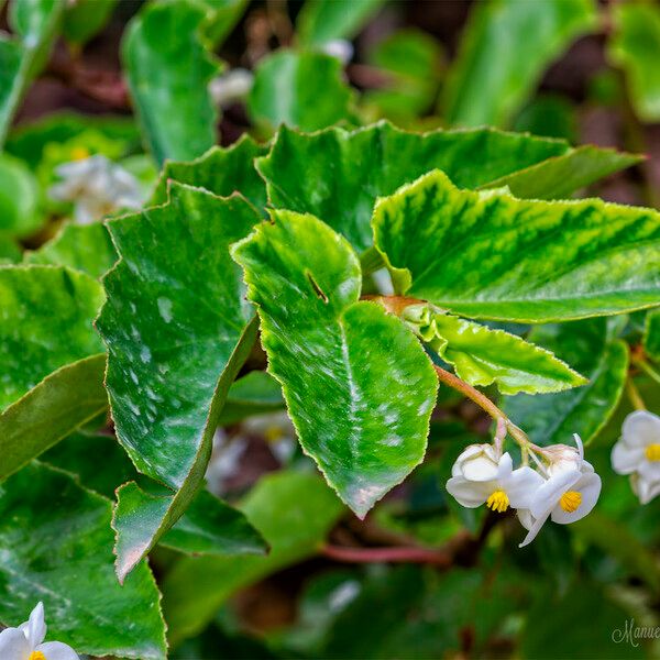 Begonia cubensis Other