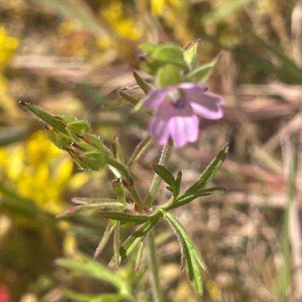 Geranium dissectum Φύλλο