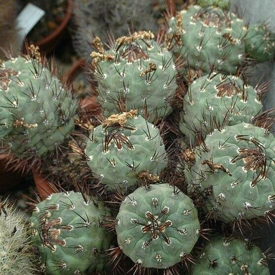 Rebutia neumanniana Φύλλο