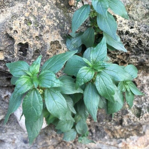 Parietaria judaica 葉