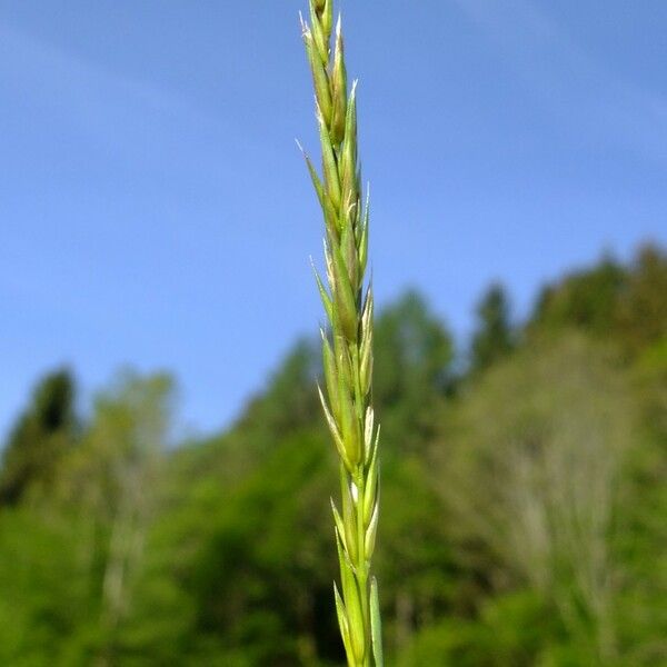 Anthoxanthum nipponicum Blüte