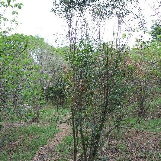 Olea lancea Hábitos