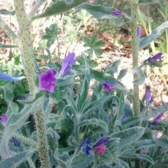 Echium plantagineum Fleur