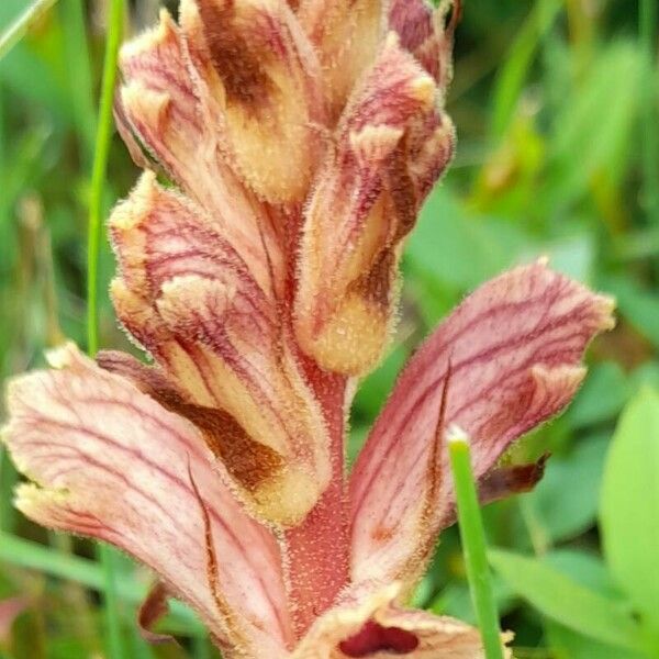 Orobanche alba Flor