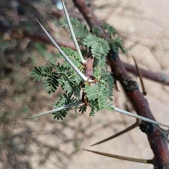 Vachellia etbaica Foglia