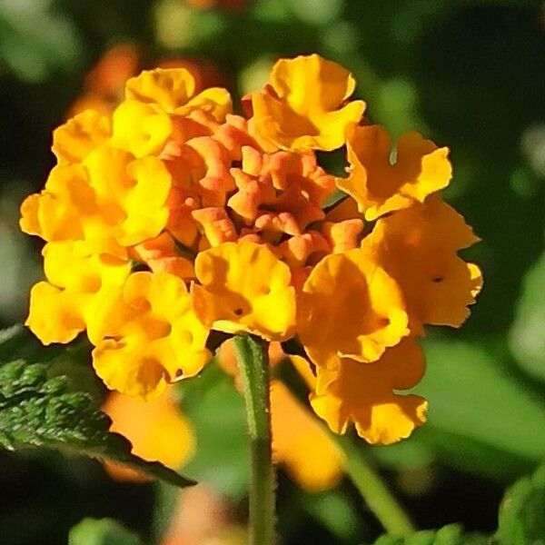 Lantana camara Flower