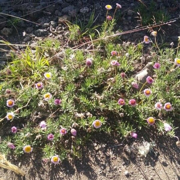 Felicia abyssinica Fiore