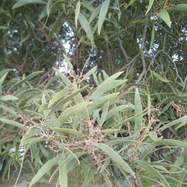 Acacia melanoxylon Frunză