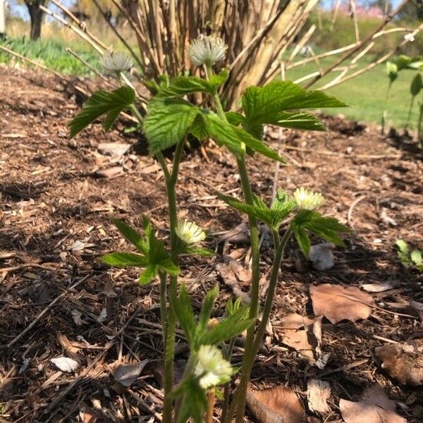 Hydrastis canadensis Habit