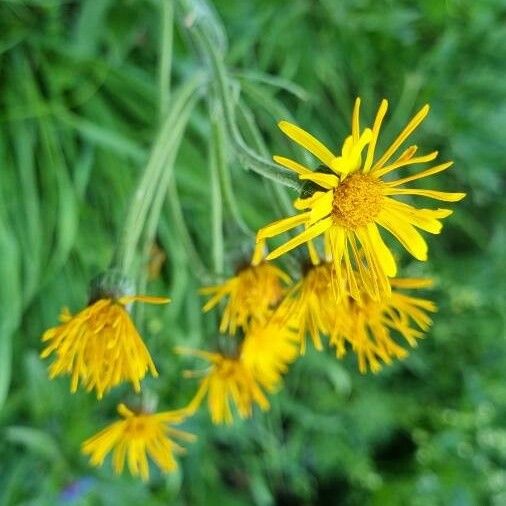 Tephroseris longifolia Flor