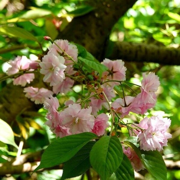 Prunus serrulata फूल