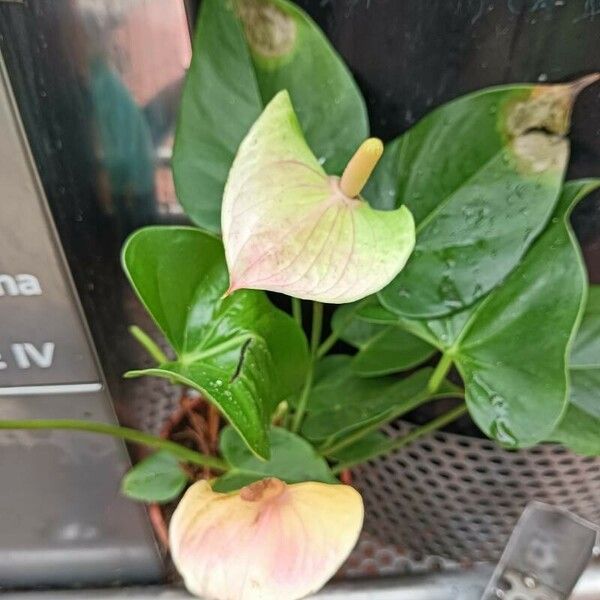 Anthurium nymphaeifolium Blad