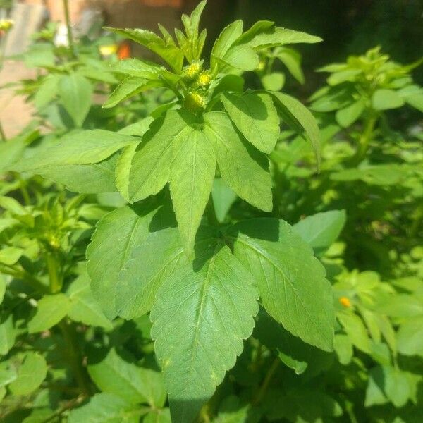 Bidens alba Leaf