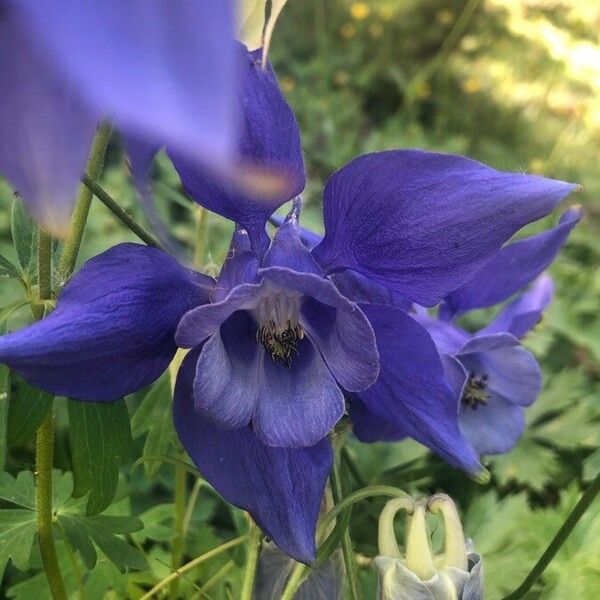 Aquilegia alpina ফুল