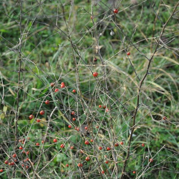 Asparagus officinalis Ffrwyth