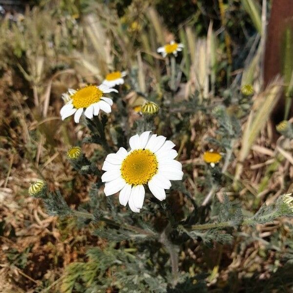 Anthemis tomentosa Flower