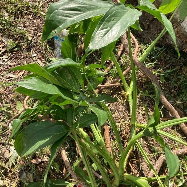 Philodendron tripartitum Deilen