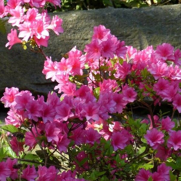 Rhododendron calendulaceum Flower