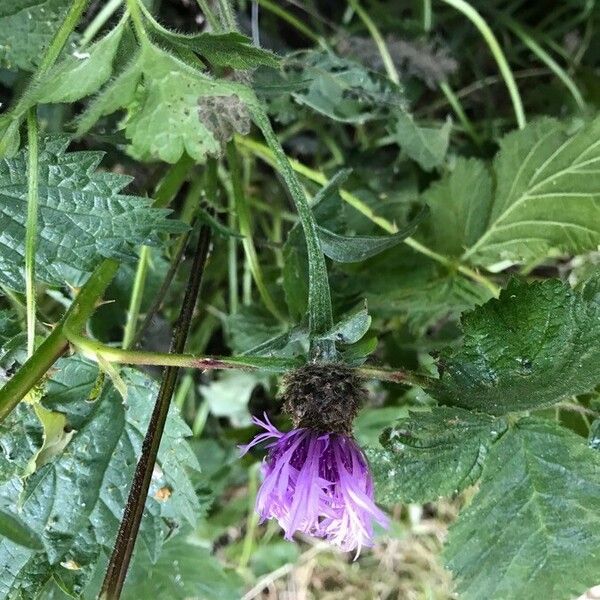 Centaurea nigra Λουλούδι