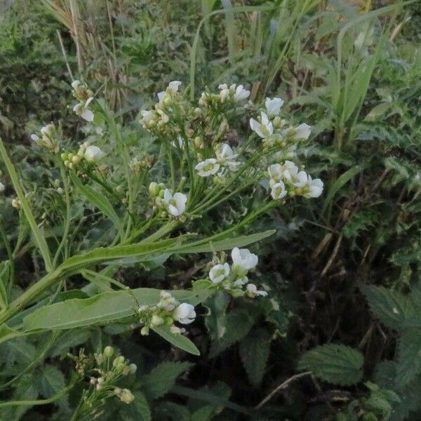 Armoracia rusticana Flor