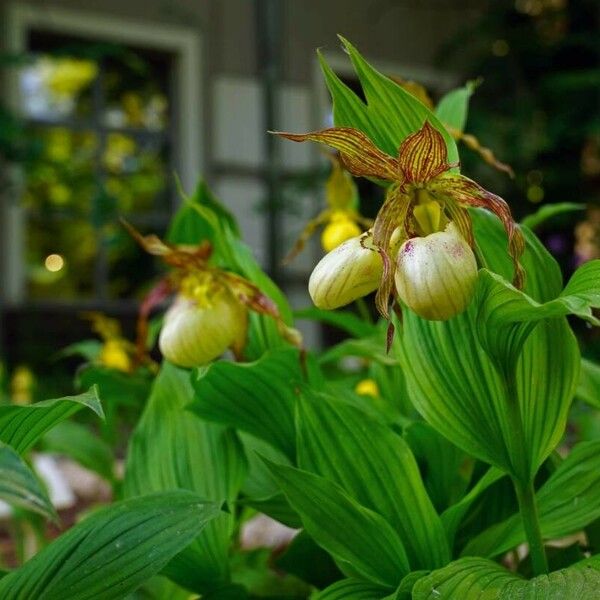 Cypripedium parviflorum Blomst