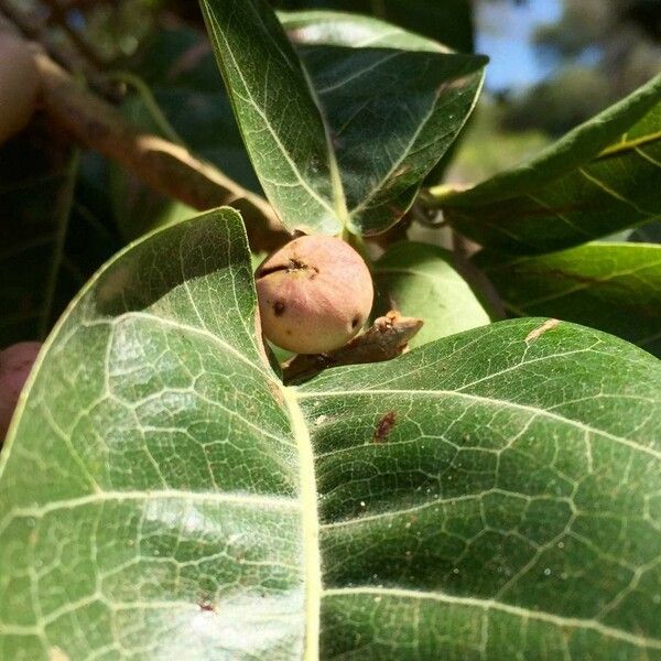 Ficus ingens Fruit