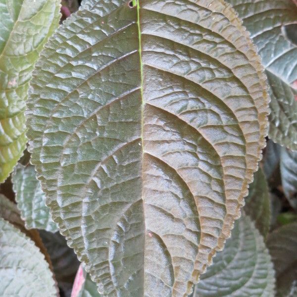 Chrysothemis pulchella Folha