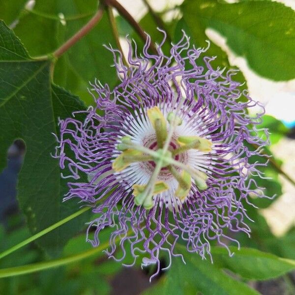 Passiflora incarnata Flors