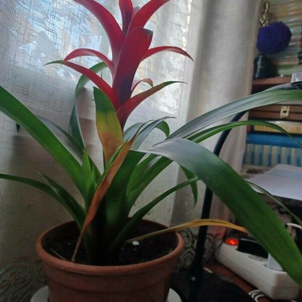 Guzmania monostachia Žiedas