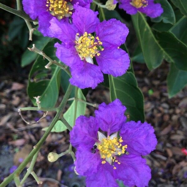 Lagerstroemia speciosa ফুল