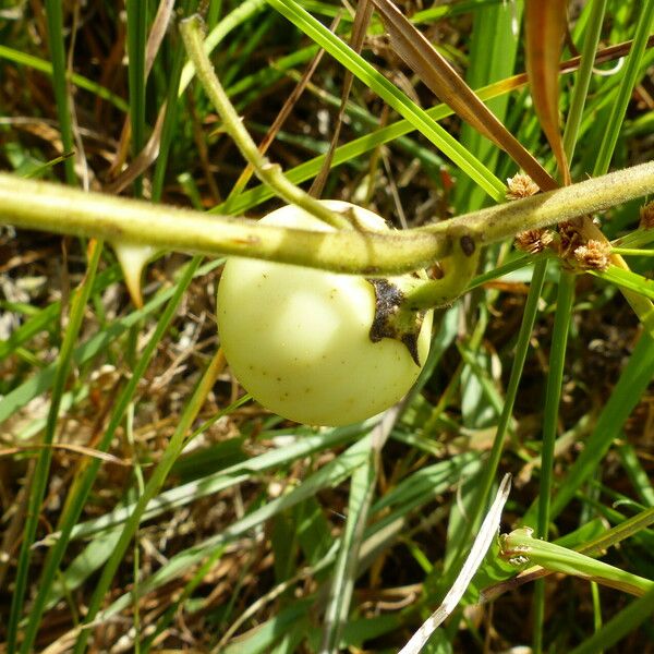 Solanum viarum Ffrwyth