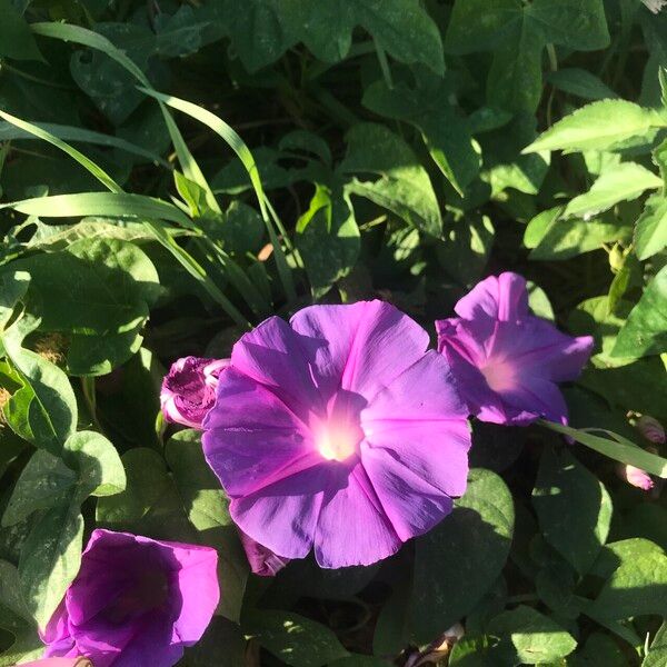 Ipomoea indica Virág