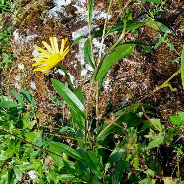 Buphthalmum salicifolium Лист