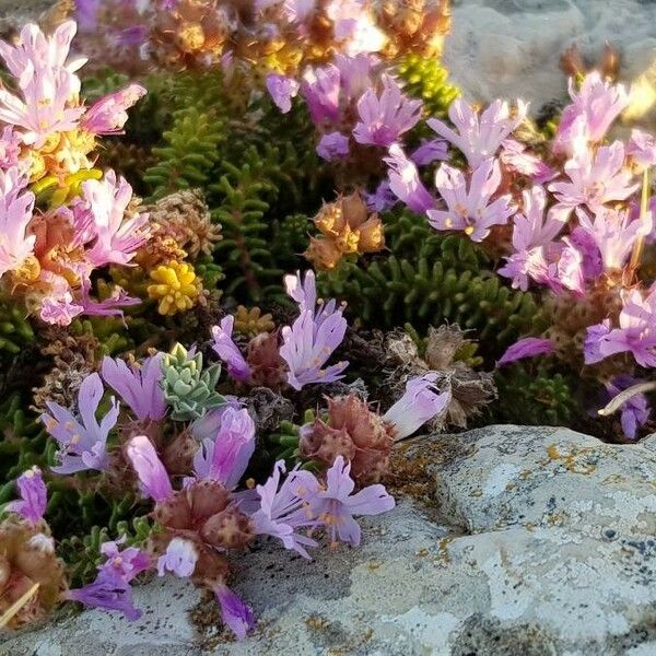 Saxifraga retusa Flower