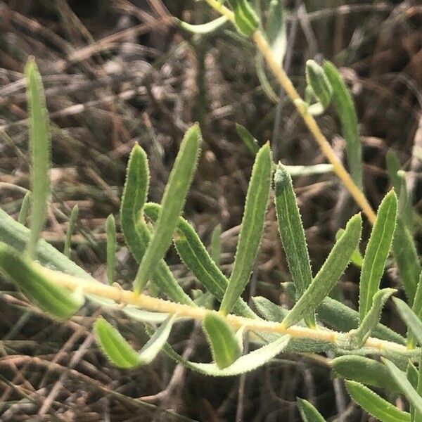 Centaurea hyssopifolia Лист