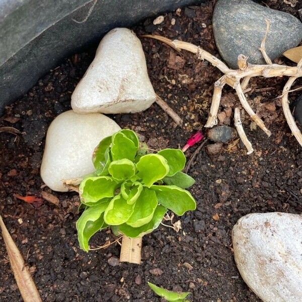 Lactuca sativa Leht