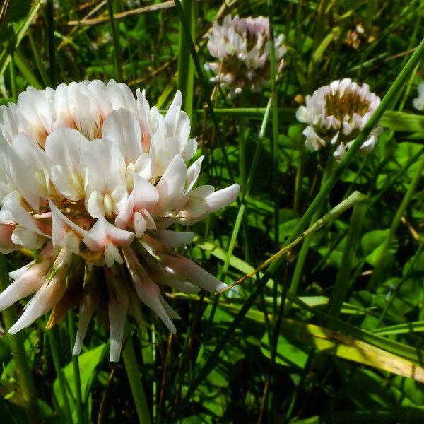 Trifolium repens Flor