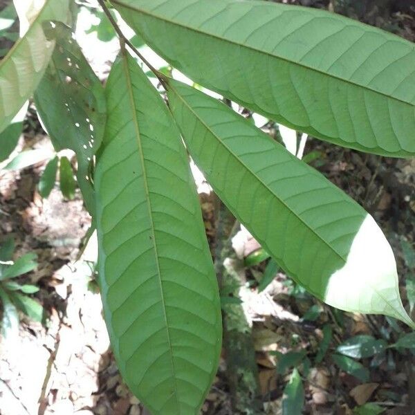 Fusaea longifolia Blatt