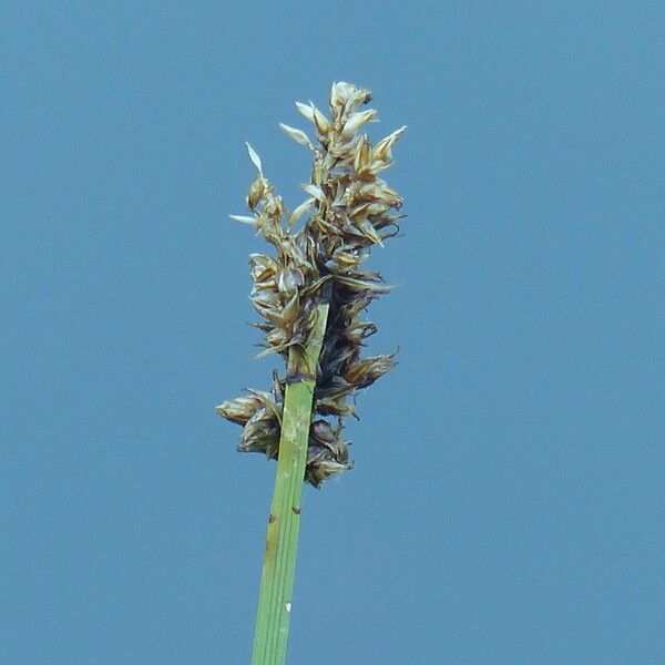 Carex diandra Fleur