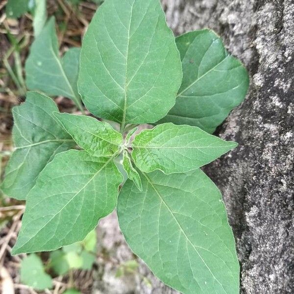 Solanum americanum Leaf