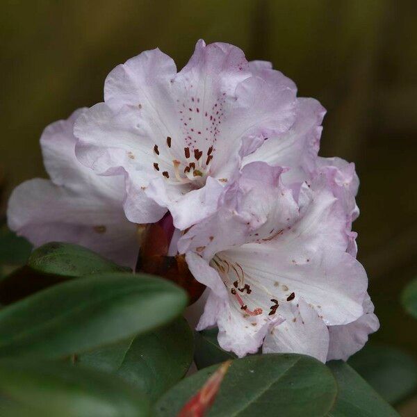 Rhododendron campanulatum Flower