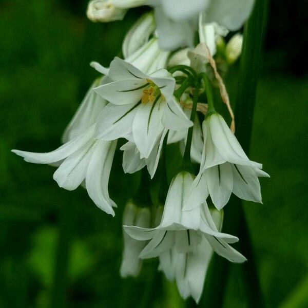 Allium triquetrum Çiçek