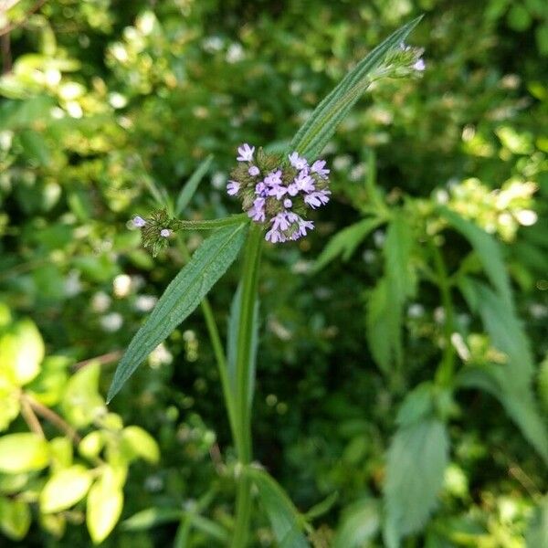 Verbena litoralis Blomma