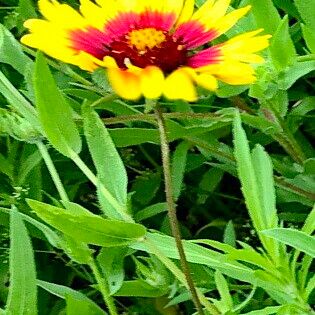 Gaillardia pulchella Blüte