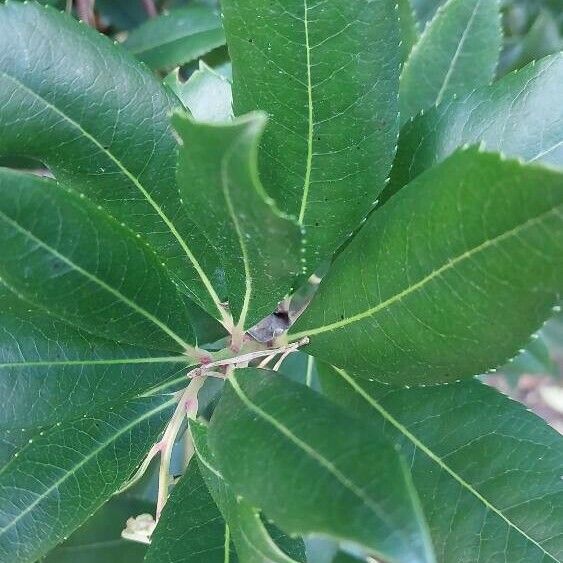 Arbutus andrachne पत्ता