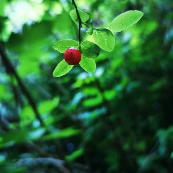 Vaccinium parvifolium Leaf