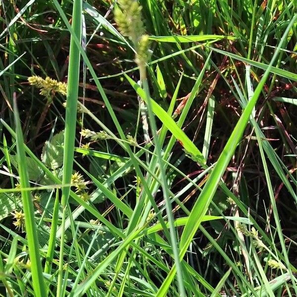 Carex canescens Blomma