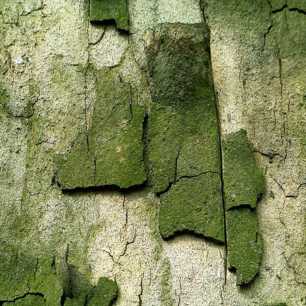 Platanus occidentalis Bark