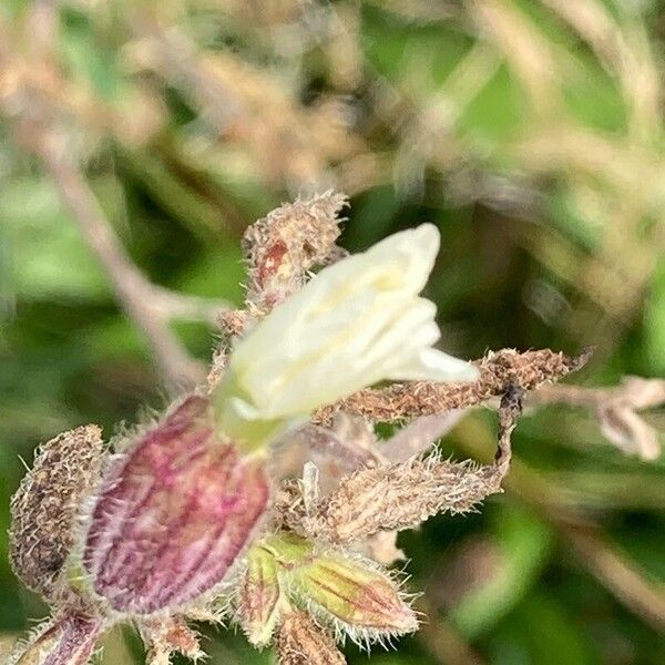 Silene dichotoma Flower